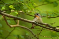 Lejsek maly - Ficedula parva - Red-breasted Flycatcher 5204